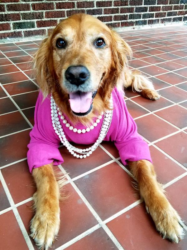 /Images/uploads/Bon Secours St Francis Foundation Inc/2017pearlsandpups/entries/4953thumb.jpg